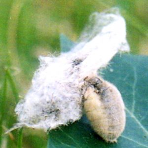 Insect Pheromones