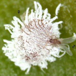 Insect Pheromones Pheromones